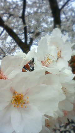 201004051502000.jpg