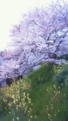 201004051518000.jpg