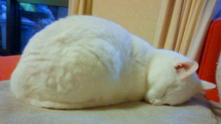 201012131605000.jpg