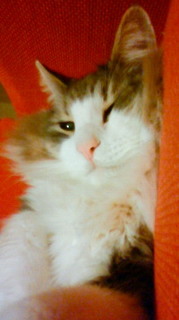 201012252241000.jpg
