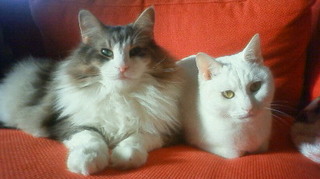 201101021455000.jpg
