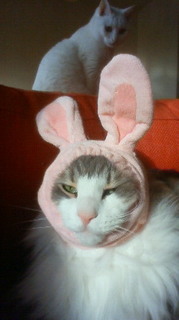 201101021458000.jpg