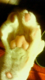 201102152026000.jpg