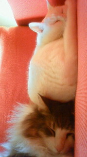 201102211658000.jpg