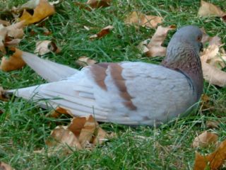 DSCF0123_R.JPG