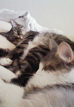200809041240000.jpg