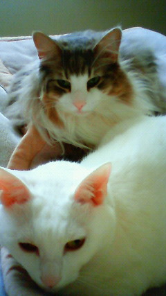 200906061041000.jpg