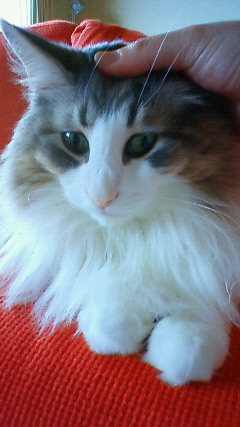 200906081013000.jpg
