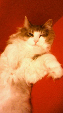 201003092300000.jpg