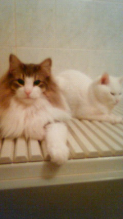 201004060005000.jpg