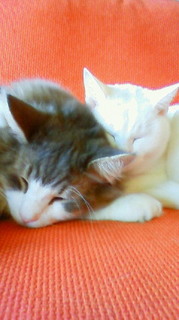 201011151138001.jpg