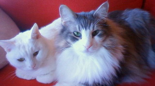 201012271303000.jpg