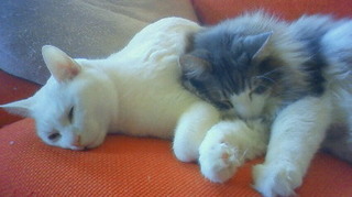201012271336000.jpg